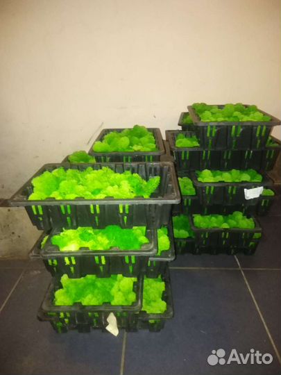 Стабилизированный мох Ягель Для декора