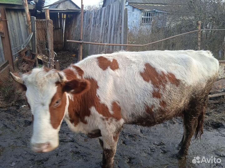 Продам корову и телочку