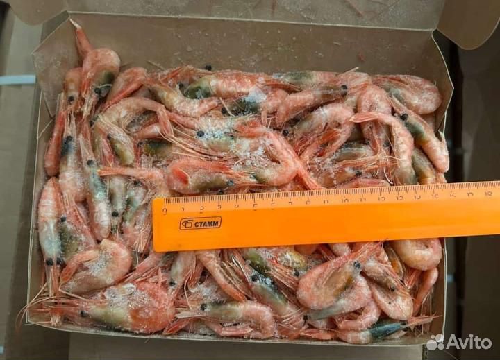 Креветка северная мелкая, размер 150+