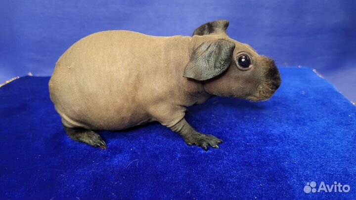 Морская свинка скинни