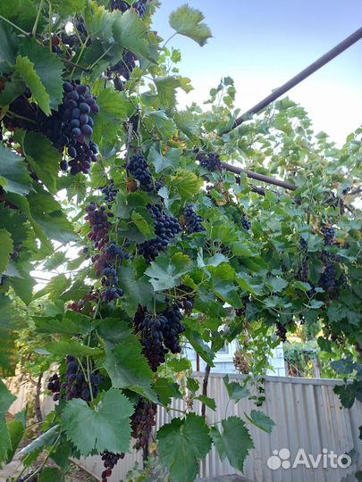 Продаётся виноград