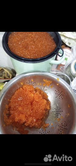 Горбуша свежий вылов 30.07.23