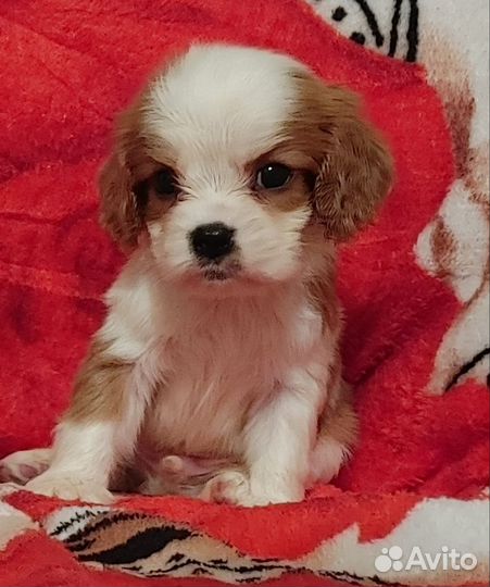 Кавалер Кинг Чарльз спаниель щеночки