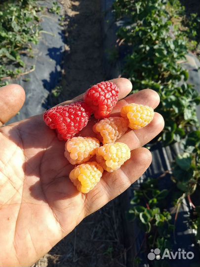 Саженцы малины