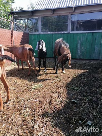 Домашние животные козы