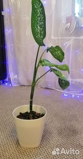 Диффенбахия