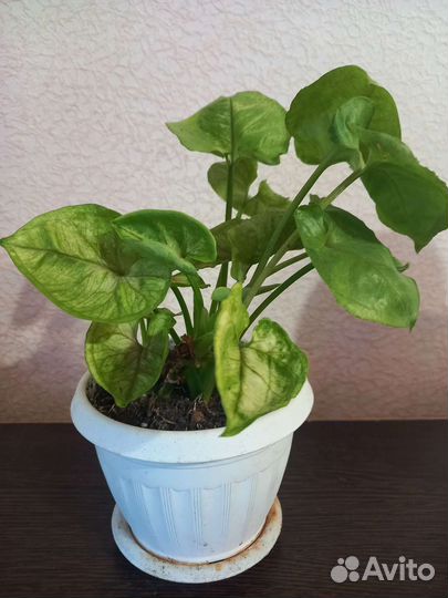 Сингониумы