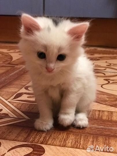 Котенок в добрые руки