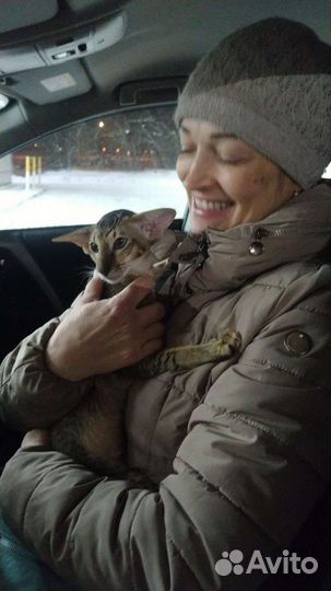 Доставка животных кошек, котят, щенк