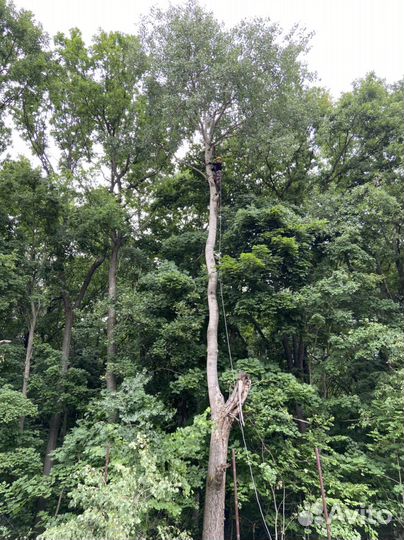 Спил деревьев