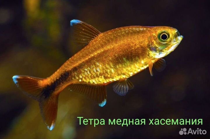 Есть новые рыбки