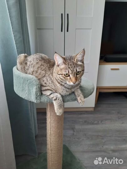 Кошечка 7 мес