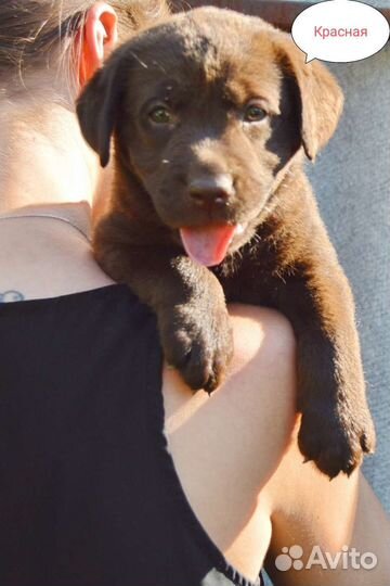 Шоколадные щенки лабрадора