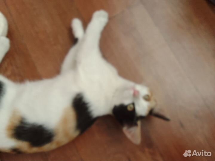 Отдам в добрые руки котят