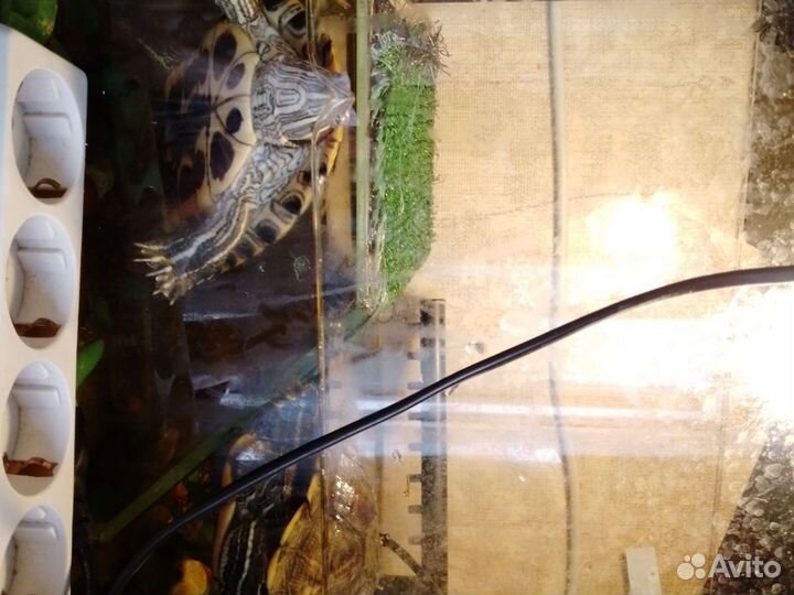 Красноухая черепаха с аквариумом