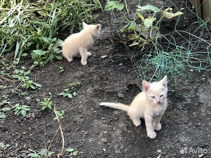 Котята