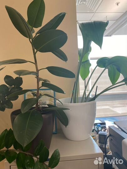 Комнатные цветы Фикус