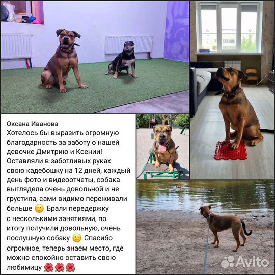 Дрессировка и Передержка собак