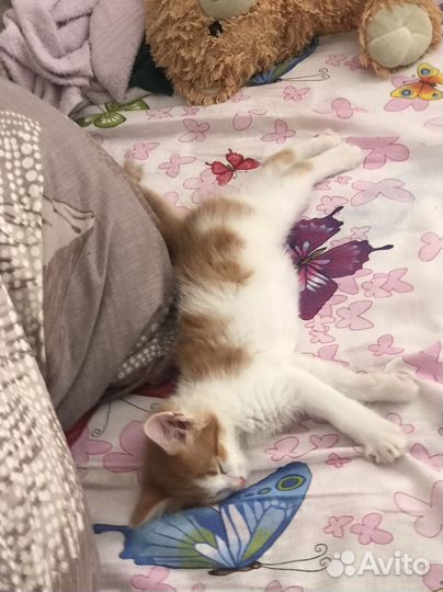 Котик в добрые руки