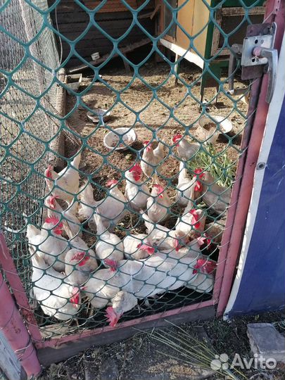 Продам кур несушек