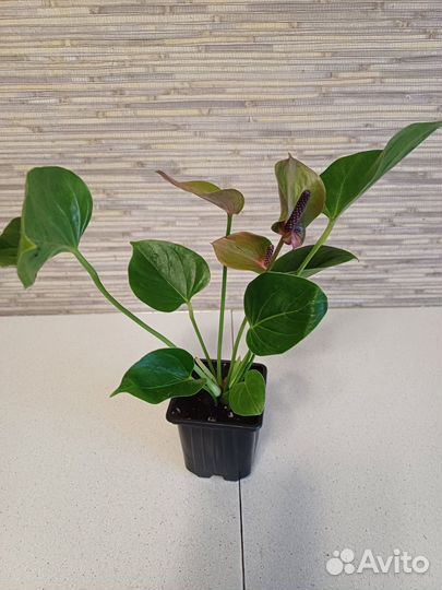 Антуриум беби пурпл