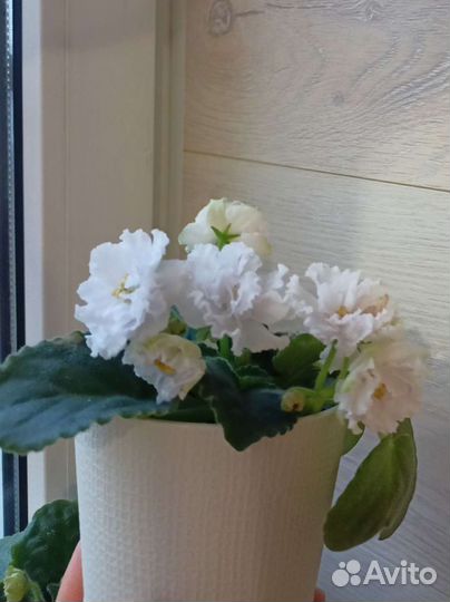 Детка фиалки Букет Невесты (К.Морев)