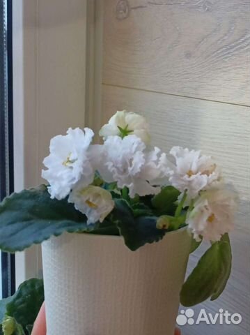 Детка фиалки Букет Невесты (К.Морев)