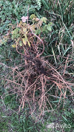 Хмель ризомы, саженцы хмеля, чебуки хмеля, рассада