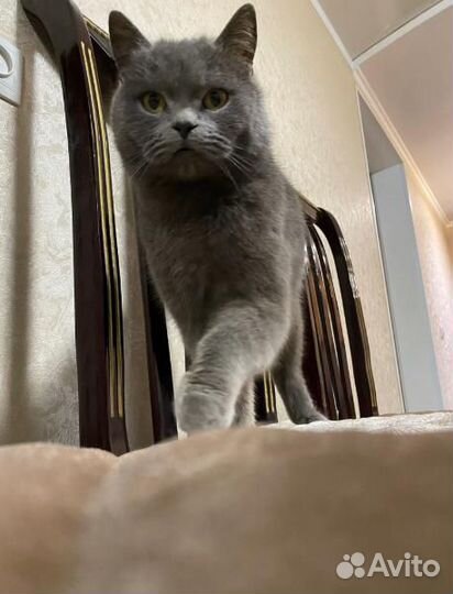 Отдам в хорошие руки