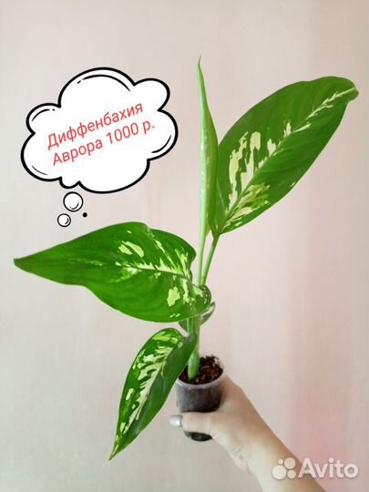 Диффенбахия