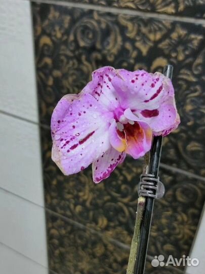 Орхидея фаленопсис
