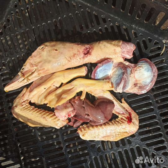 Потрох утки