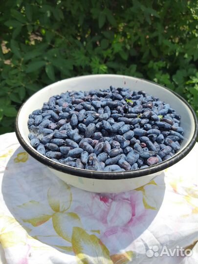 Свежая ягода жимолости