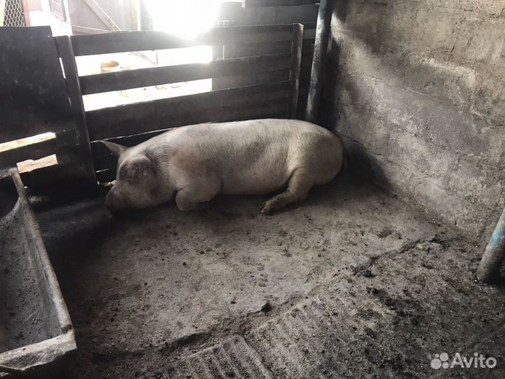 Домашняя свинина на мясо