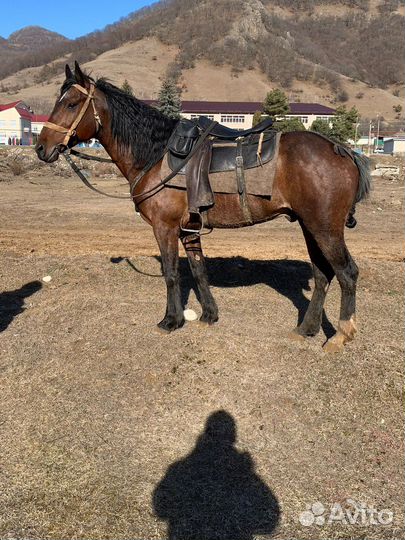 Карачаевский жеребец