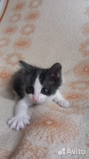 Отдам котят в добрые руки