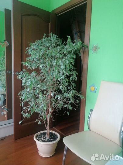 Фикус бенжамина большой