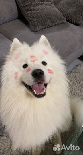 Маленькая собака в добрые руки бесплатно