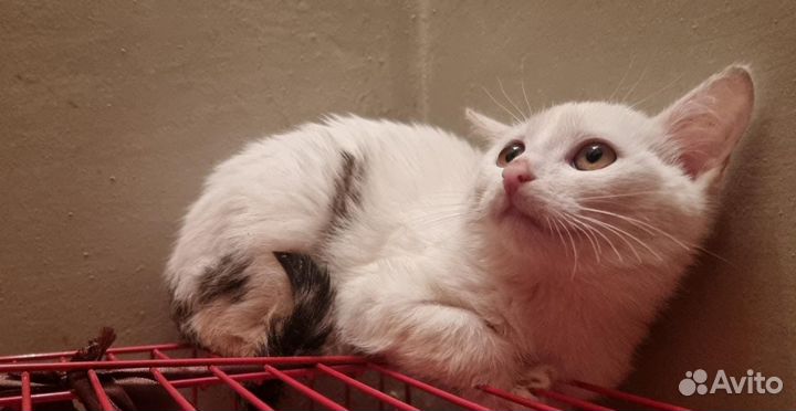 Отдам в добрые руки