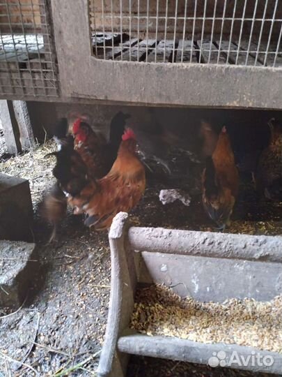 Петушки бентамки