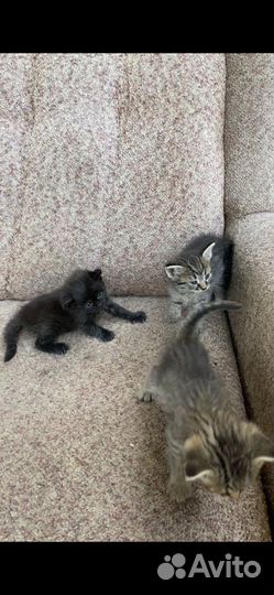 Потешные котята