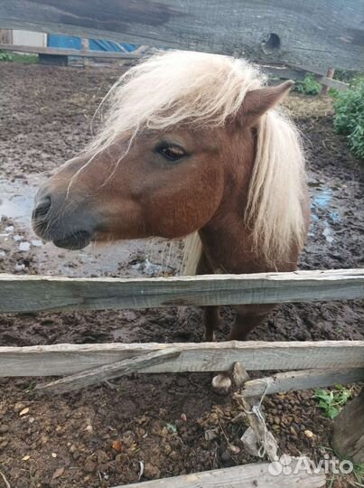 Шетлендские пони