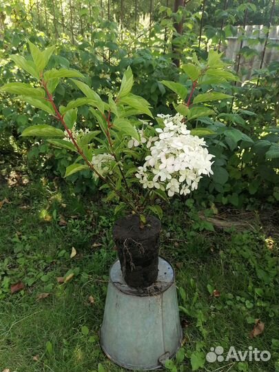 Гортензия метельчатая