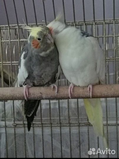 Продам пару корелл