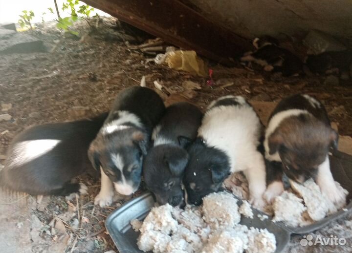 Щенки