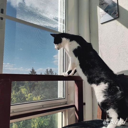 Москитная сетка Антикошка