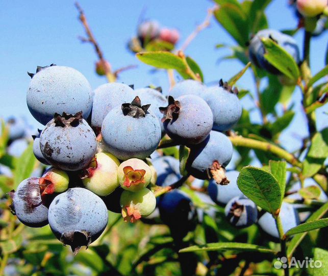 Голубика сорт Торо