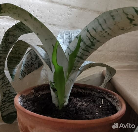 Комнатное растение Эхмея