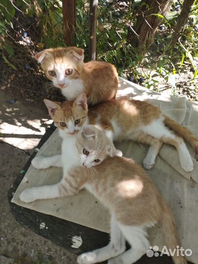 Котята в добрые руки бесплатно