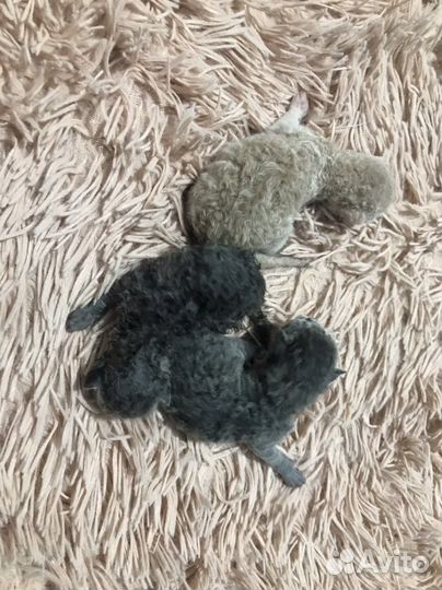 Девон рэкс котята